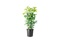 2 Extra Large 3 Gallon Osmanthus Fragrans Shrub L840797