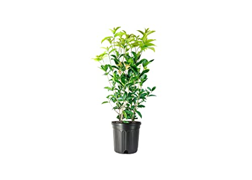 2 Extra Large 3 Gallon Osmanthus Fragrans Shrub L840797