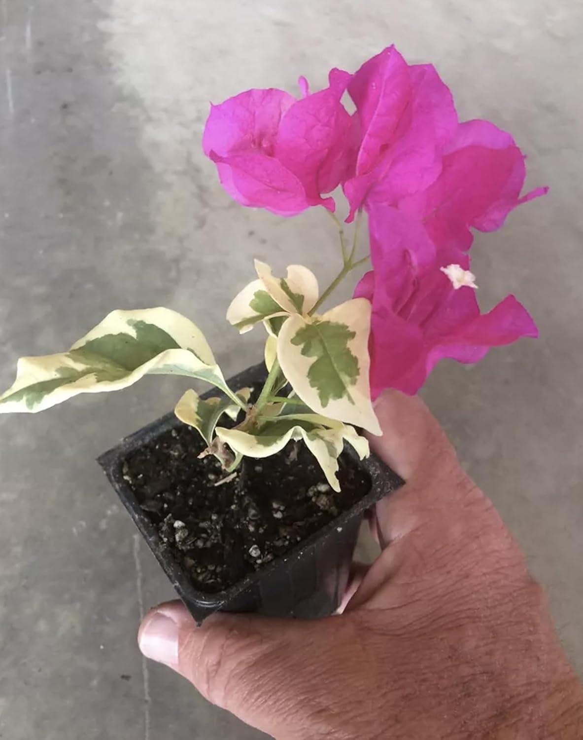 Bougainvillea Live Plant I164