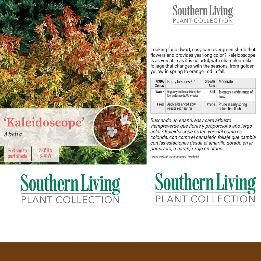 2 Gallon Live Shrub Q439281
