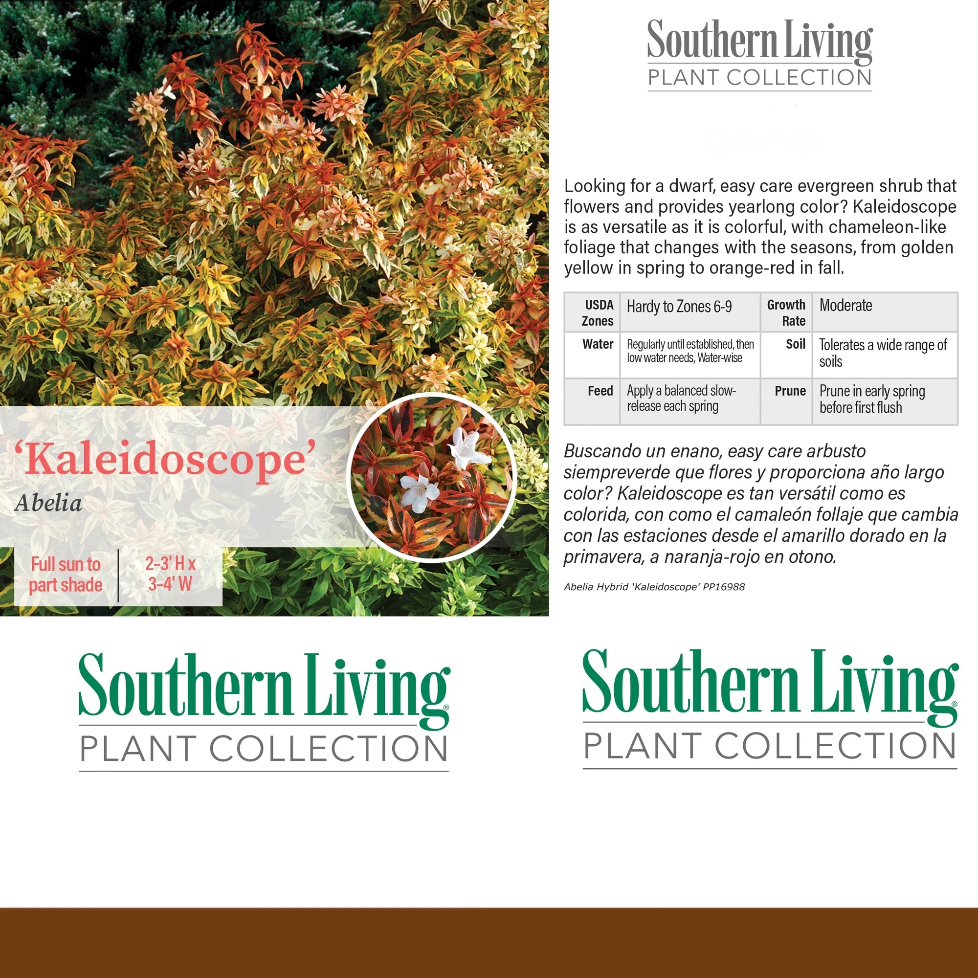 2 Gallon Live Shrub Q439281