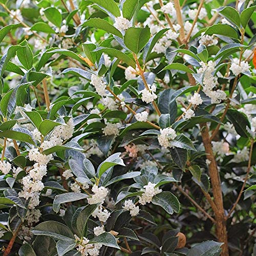 2 Extra Large 3 Gallon Osmanthus Fragrans Shrub L840797