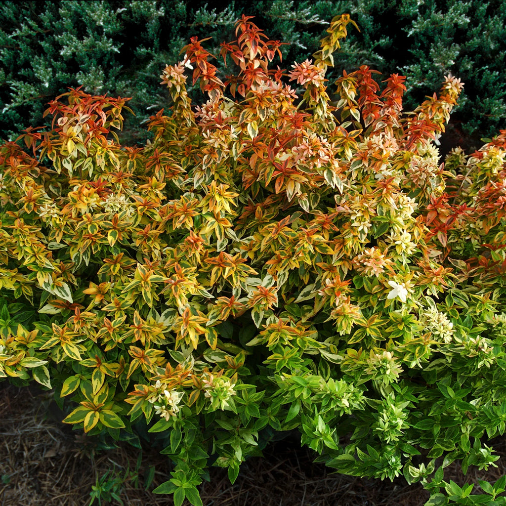 2 Gallon Live Shrub Q439281