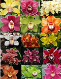 4 Live Orchid Plants T35498