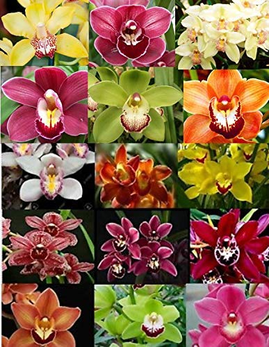 4 Live Orchid Plants T35498